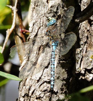 Variable Darner