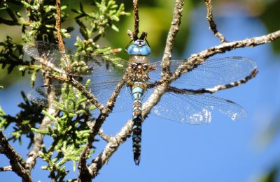 Blue-Eyed Darner