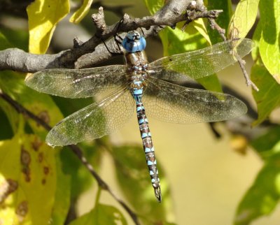 Blue-Eyed Darner