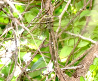 Bar-Sided Darner