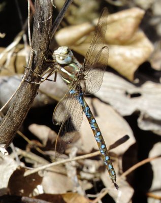 Springtime Darner