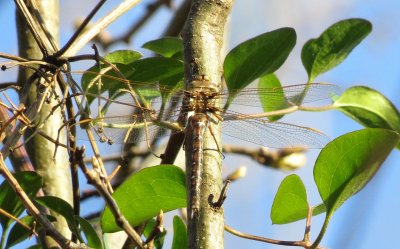 Springtime Darner