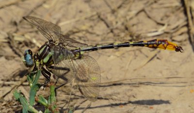 Sulphur-Tipped Clubtail