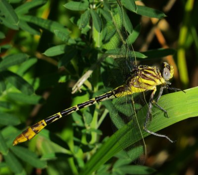 Flag-Tailed Spinyleg