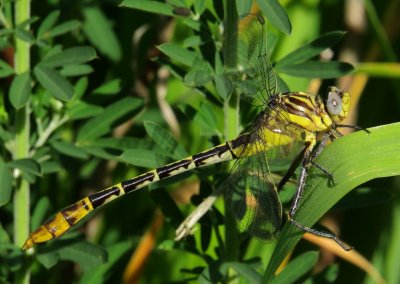 Flag-Tailed Spinyleg