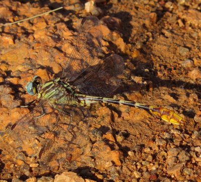 Sulphur-Tipped Clubtail