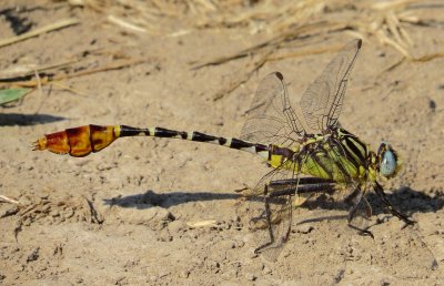 Flag-Tailed Spinyleg