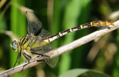 Flag-Tailed Spinyleg