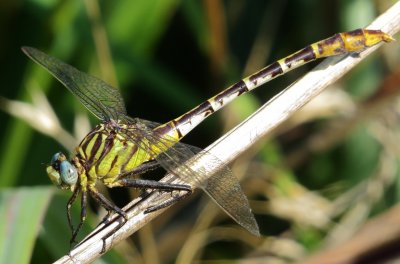 Flag-Tailed Spinyleg