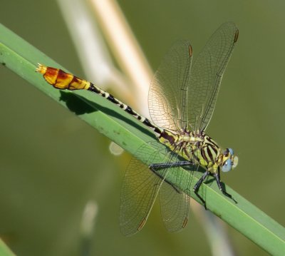 Flag-Tailed Spinyleg