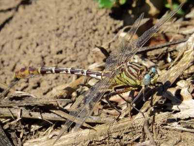 Flag-Tailed Spinyleg
