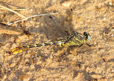 Sulphur-Tipped Clubtail