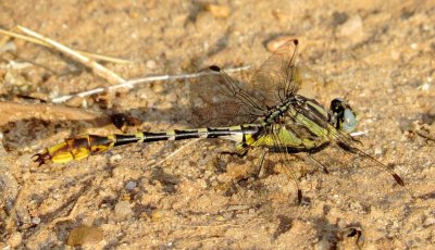 Sulphur-Tipped Clubtail