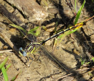 Sulphur-Tipped Clubtail