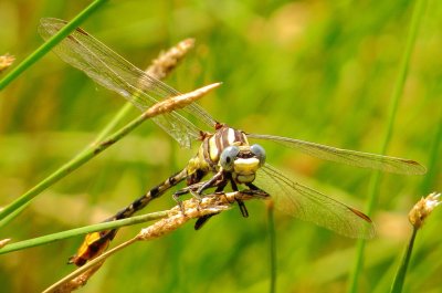 Sulphur-Tipped Clubtail