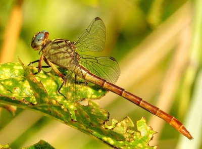 Russet-Tipped Clubtail