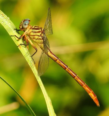 Russet-Tipped Clubtail