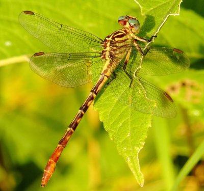 Russet-Tipped Clubtail