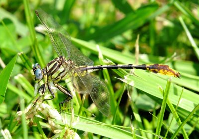 Sulphur-Tipped Clubtail