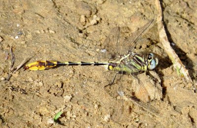 Sulphur-Tipped Clubtail