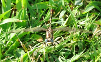 Sulphur-Tipped Clubtail