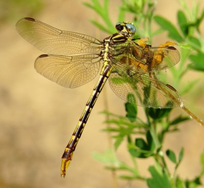 Sulphur-Tipped Clubtail