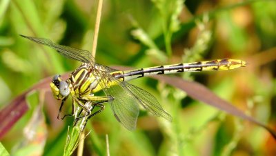 Sulphur-Tipped Clubtail