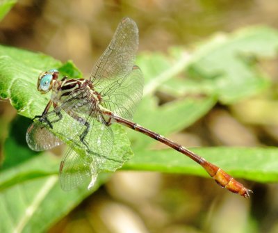 Russet-Tipped Clubtail