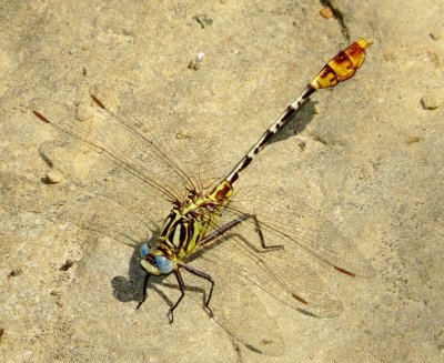 Flag-Tailed Spinyleg