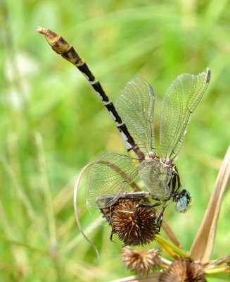 Flag-Tailed Spinyleg