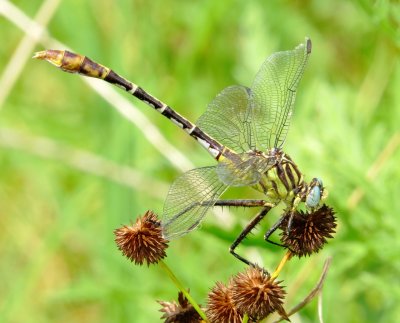 Flag-Tailed Spinyleg
