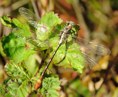 Russet-Tipped Clubtail