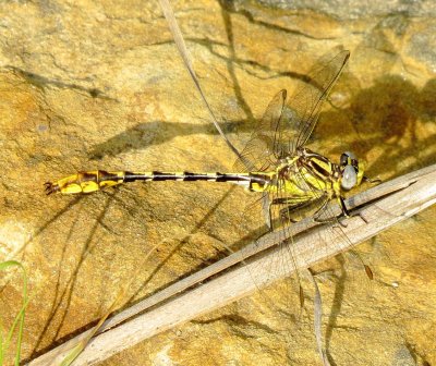 Sulphur-Tipped Clubtail