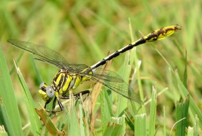 Sulphur-Tipped Clubtail