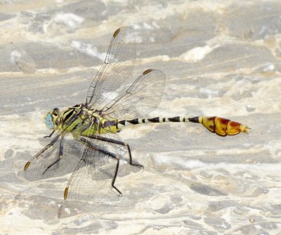Flag-Tailed Spinyleg
