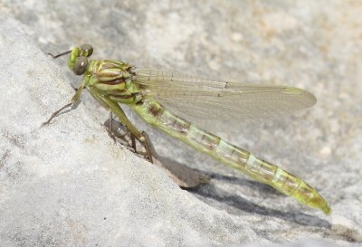 Flag-Tailed Spinyleg
