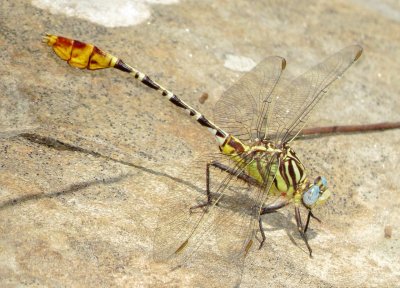 Flag-Tailed Spinyleg