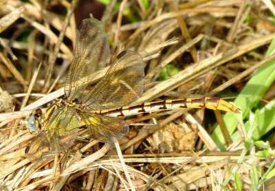 Sulphur-Tipped Clubtail