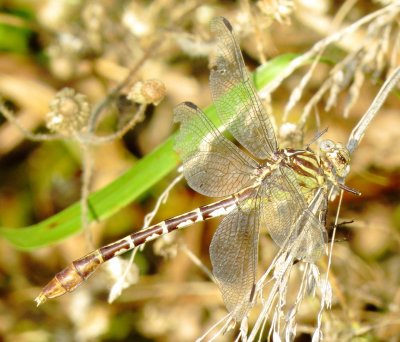 Flag-Tailed Spinyleg