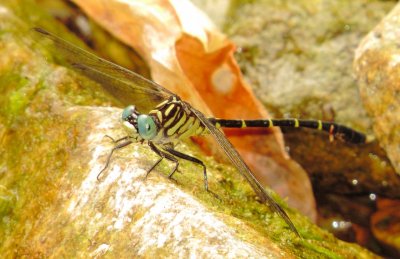 Interior Least Clubtail