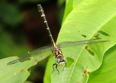 Interior Least Clubtail