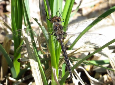 Epitheca Species