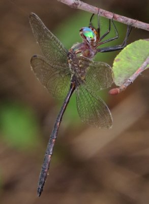 Mocha Emerald