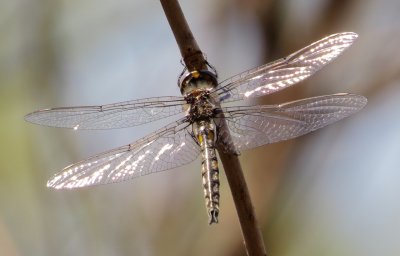 Epitheca Species