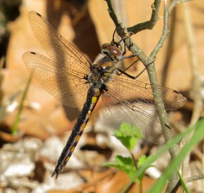 Epitheca Species