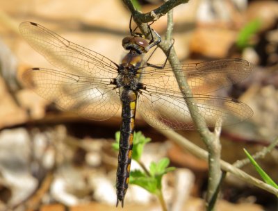 Epitheca Species