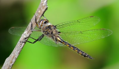 Epitheca Species