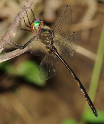 Mocha emerald