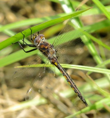 Epitheca Species