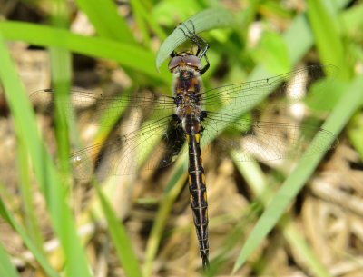 Epitheca Species